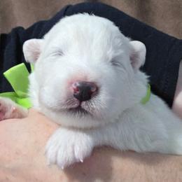 Lime boy - White and biscuit male Samoyed puppy in Elwell, Michigan from Limelight Samoyeds