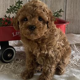 Mateo - Red  male Poodle puppy in Lagrange, Indiana from Heavn Sent Acres