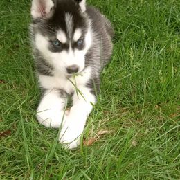 Siberian Husky Puppies from Husky Rose