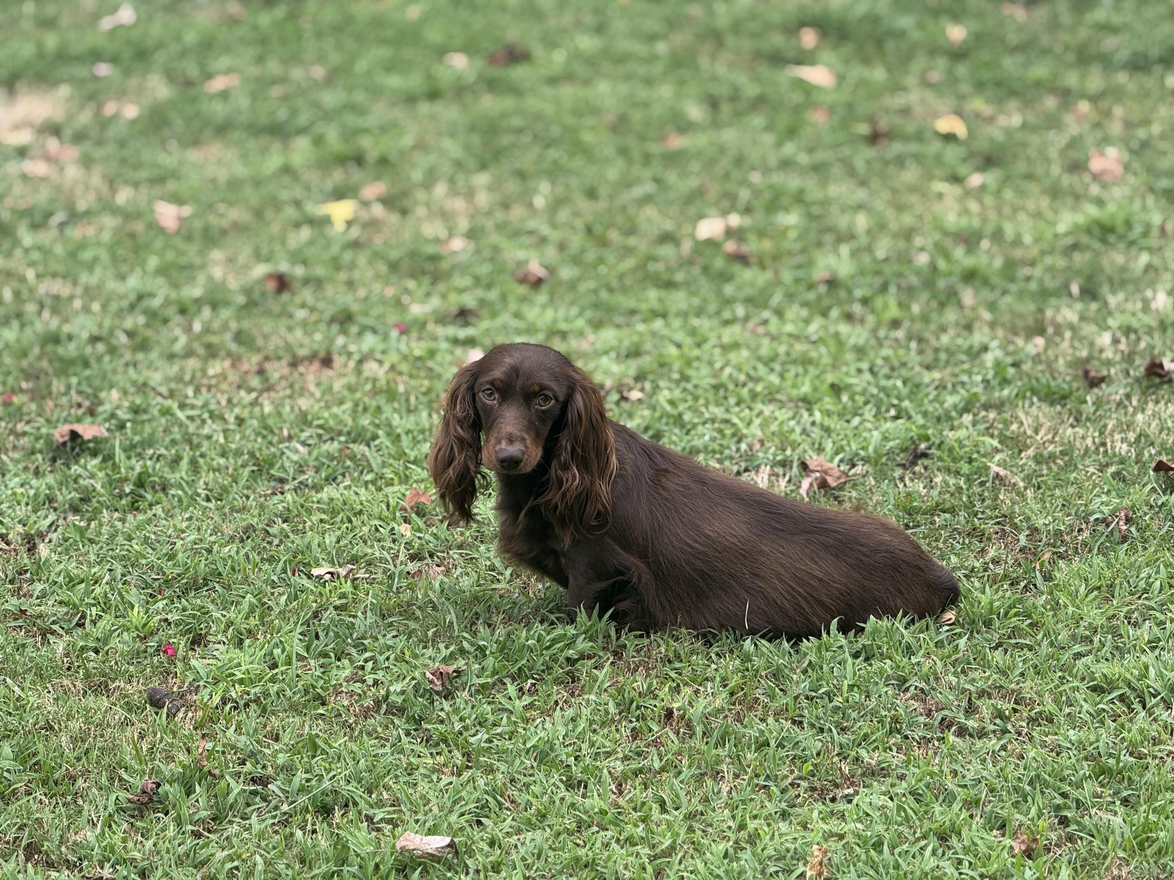 Tootsie