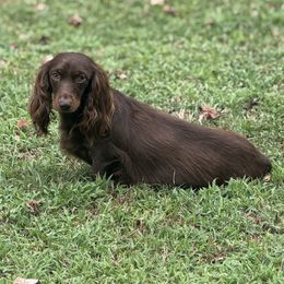 Tootsie - Dachshund