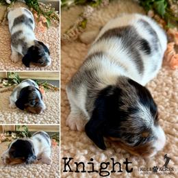 Knight - AKC - Black and tan male Dachshund puppy in Kemp, Texas from Koli Acres