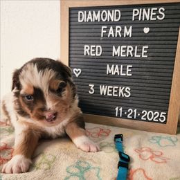 Blue - Red merle male Australian Shepherd puppy in Camp Verde, Arizona from Diamond Pines Farm