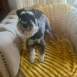 Ranger - Black and silver male Miniature Schnauzer puppy in Wilmar, Arkansas from Cedar Ridge Ranch Mini Schnauzers