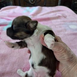 Glory - Red sable female Havanese puppy in Cleveland, Texas from 7th Heaven Havanese of Texas