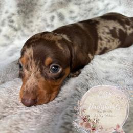 Dachshund Puppies from CSW Dachshunds