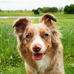 Dollie - Miniature Australian Shepherd