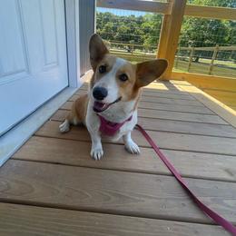 Rosie - Pembroke Welsh Corgi