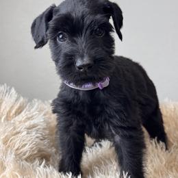 Girl 6 - Lavender Collar - Black female Giant Schnauzer puppy in St George, Utah from Schnauzer Ranch
