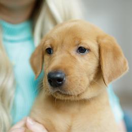 Cabo - Yellow male Labrador Retriever puppy in Allons, Tennessee from UC Labradors LLC