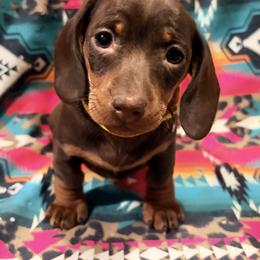 Sunny - Chocolate and tan female Dachshund puppy in Cumberland, Wisconsin from Homestead Doxies & Shepherds LLC