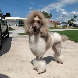 Poodles from Light of Day Kennels
