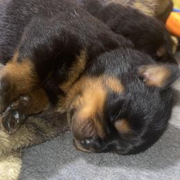 Silver collar - Black and mahogany male Rottweiler puppy in Linthicum, Maryland from Of The Saints Rottweilers