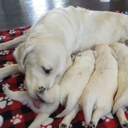 Golden Retriever Puppies from God Given Goldens