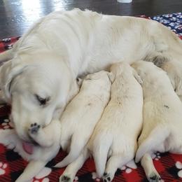 Golden Retriever Puppies from God Given Goldens