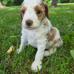 Arizona. AKC. Clear - Parti female Poodle puppy in Nixa, Missouri from Family Poodles