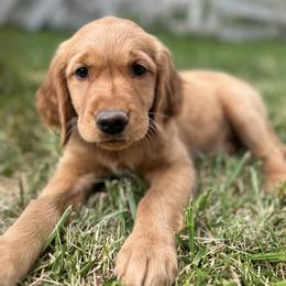 Golden Retriever Puppies from Royal Red Retrievers