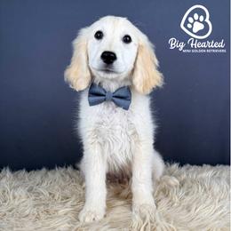 Lenny - White male Companion Cross puppy in Utah County, Utah from Big Hearted Breeders