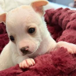 Sawyer - Cream and white male Chihuahua puppy in Amity, Pennsylvania from Rhoda and Verna