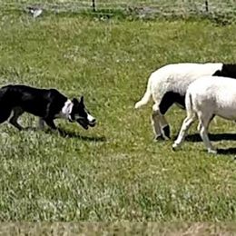 Border Collies from Whistlemir Sheepdogs