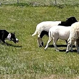 Border Collies from Whistlemir Sheepdogs