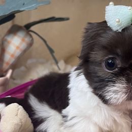Peppermint Patty - Liver and white Shih Tzu puppy in Upland, California from Sassy AKC Shih Tzus