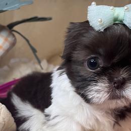 Peppermint Patty - Liver and white Shih Tzu puppy in Upland, California from Sassy AKC Shih Tzus