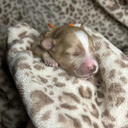 Orange - Apricot male Maltipoo puppy in Clover, South Carolina from Cudi’s Buddies