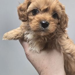 Boy 1 - Red male Cavapoo puppy in Conklin, Michigan from Lake Michigan Couture Cavapoos & Cockapoos