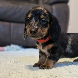 Stella Grace - Dapple female Dachshund puppy in Statesville, North Carolina from Dannie's Doxies
