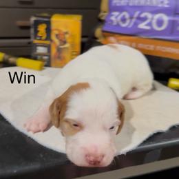 Winchester - White and orange male Brittany puppy in Stillwater, Oklahoma from Kennel de Fowler