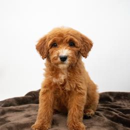 Birkenstock (Red girl) - Red  female Goldendoodle puppy in Lafayette, Alabama from Sweethaven Kennels