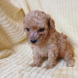 Maxwell - Apricot male Poodle puppy in Blanch, North Carolina from Faithful Hearts Kennel