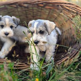Aussiedoodle and Miniature Schnauzer Puppies from Cedar Creek Ranch