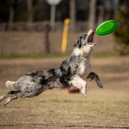 Rook - Border Collie
