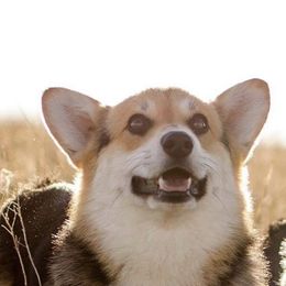 Cinch - Pembroke Welsh Corgi