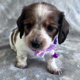 Bernice - Piebald female Dachshund puppy in Ocala, Florida from Weenie Boops