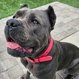 Giada - Cane Corso