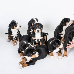 Greater Swiss Mountain Dog Puppies from Hidden Hill Greater Swiss Mountain Dogs