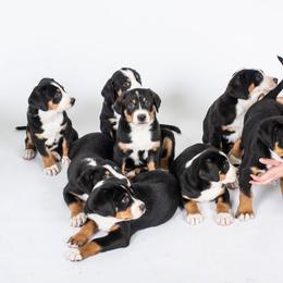 Greater Swiss Mountain Dog Puppies from Hidden Hill Greater Swiss Mountain Dogs