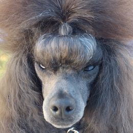 Leila - Poodle