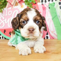 Duke - Sable and white male Cockapoo puppy in Rattan, Oklahoma from Double M Cocker Spaniels