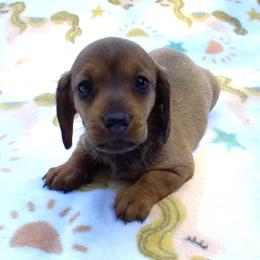 Bo - Red male Dachshund puppy in Albertville, Alabama from Jana Rae's