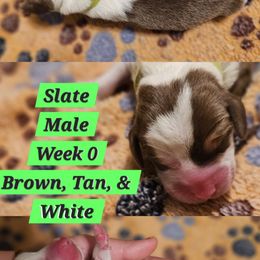 Slate-Green-Male - Brown white and tan male Beagle puppy in Bemidji, Minnesota from Nse Farms Beagles