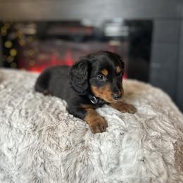 Brown - Black and tan male Dachshund puppy in Casper, Wyoming from Daisy's Doxies & Doodles