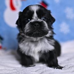 Ollie - Black and white male Shih Tzu puppy in Montrose, Colorado from Nana's Happy Pups