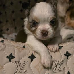 Magel - Merle male Chihuahua puppy in Amity, Pennsylvania from Baxters Chihuahuas