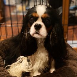 Precious - Cavalier King Charles Spaniel