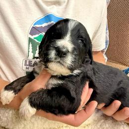 Bear - Tri-color male Bernedoodle puppy in Ferguson, North Carolina from Elevated Standards NC