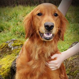 Izzy - Golden Retriever